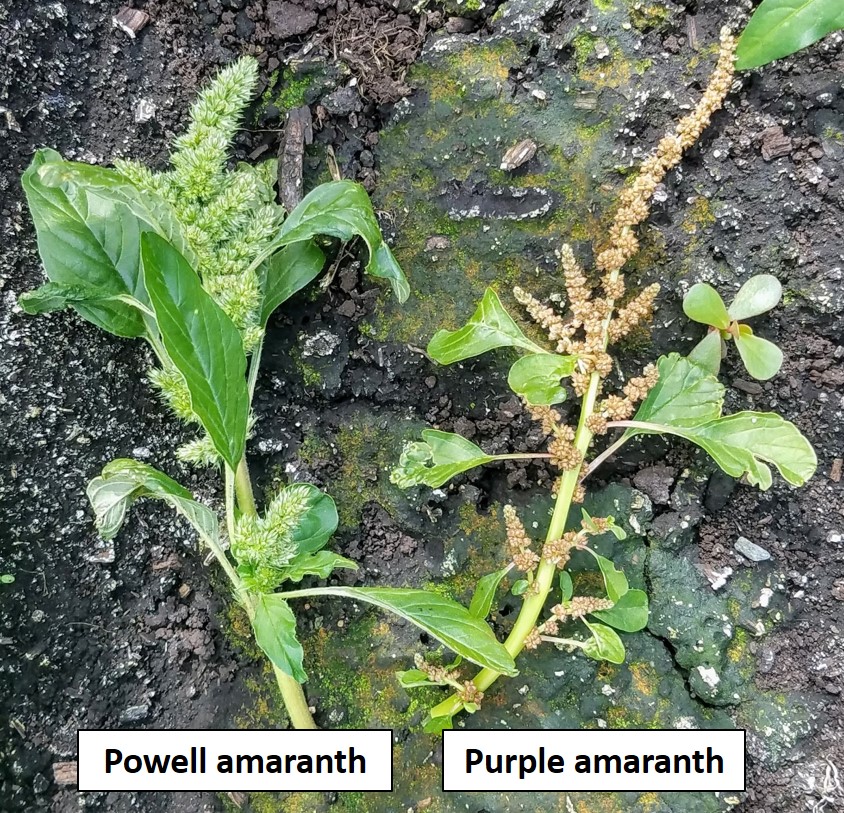 Powell vs Purple flowers